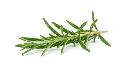 Fototapeta premium Fresh rosemary sprig vibrant green