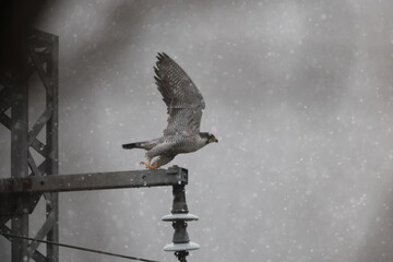 The peregrine falcon (Falco peregrinus japonensis), also known simply as the peregrine, is a...