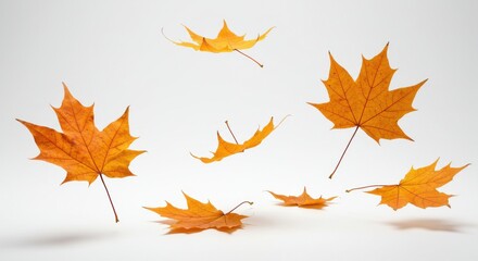 Fototapeta premium Autumn maple leaves vibrant orange