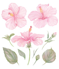 Vector element of Pink Hibiscus flower hand drawn watercolor and gouache isolated on transparent background for Eps file © Walliya silachan