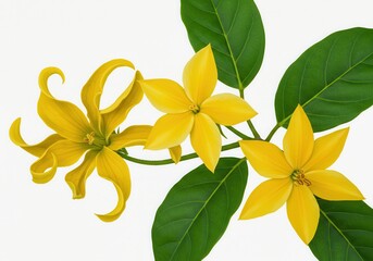 Yellow star-shaped flowers exotic tropical