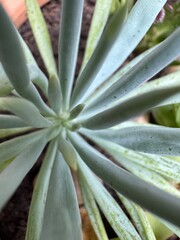 succulent plant