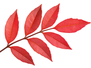 Culinary mastery creating condiments with fresh ingredients in a vibrant kitchen setting