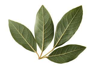 Fototapeta premium Fresh bay leaves condiment cut out background for food photography culinary arts culinary inspiration