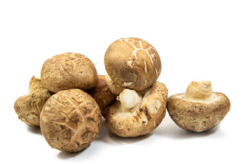 Raw shitake mushroom isolated on white background.