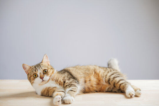 In this adorable cat portrait, an isolated little grey Scottish Fold kitten stands on a white background, radiating happiness, playfulness, and cuteness.