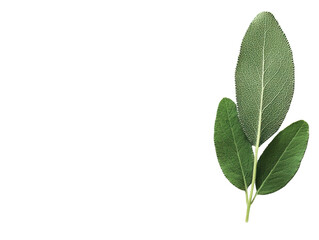 Obraz premium Sage herb condiment culinary kitchen cut out background fresh green leaves natural ingredients concept