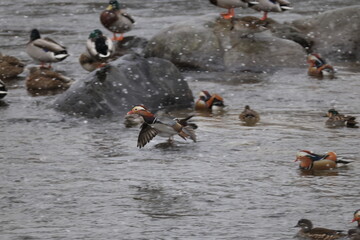 The mandarin duck (Aix galericulata) is a perching duck species native to the East Palearctic. This...