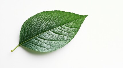 Single Green Leaf: A close-up shot of a single green leaf, isolated against a white background, showcasing intricate details of its veins and texture.