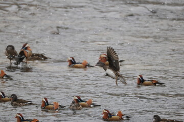 The mandarin duck (Aix galericulata) is a perching duck species native to the East Palearctic. This...