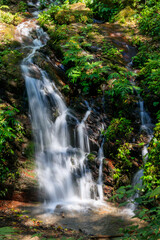 Obraz premium Flowing waterfall surrounded by lush greenery in a tranquil forest setting during daytime