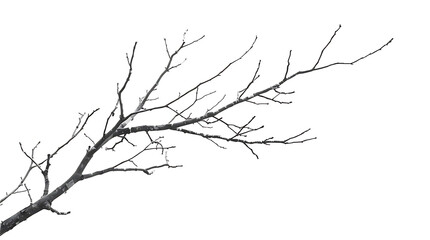 Realistic dry branches isolated on transparent background. Dead tree branch, old twig, PNG, Cut out