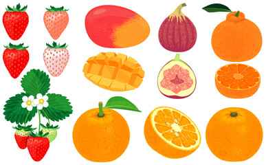 果物イラスト （イチゴ、夏みかん等）