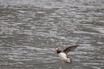 The mandarin duck (Aix galericulata) is a perching duck species native to the East Palearctic. This photo was taken in Japan.
