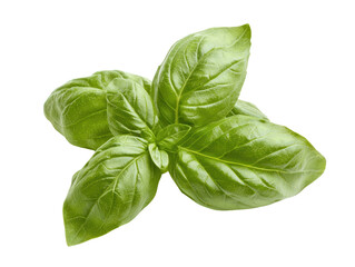 Fototapeta premium Fresh basil leaves culinary condiment food photography isolated cut out background natural green herb