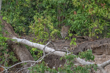 Jaguar  lying on a fallen tree