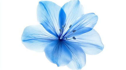 Stunning Light Blue Flower Petals Delicate Floral Design Botanical Beauty Nature Photography White Background Floral Art Soft Blue Hues Elegant Flower Image High Resolution Image Nature Close Up Macro