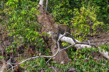 Jaguar on a fallen tree