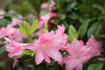 Pink Pearl Azalea flowers in bloom, spring time botanical close up photo
