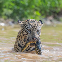 Jaguar with captured green Anaconda