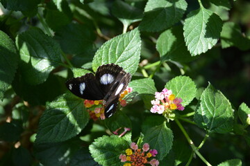 butterfly on flower