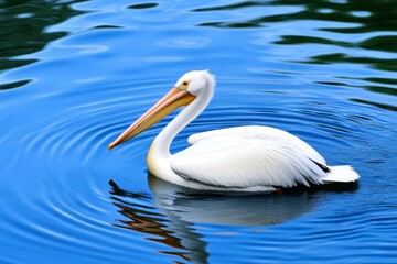 Obraz premium A pelican swimming peacefully in a lake, creating gentle ripples around it