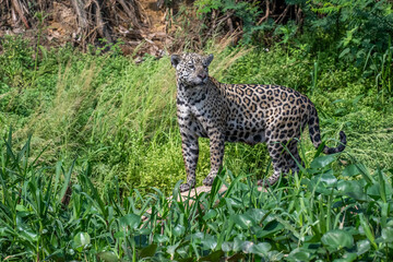 Jaguar searching for prey