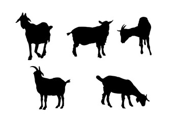 Animal Silhouette 