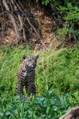 Jaguar searching for prey