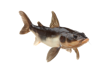 Catfish isolated on transparent background

