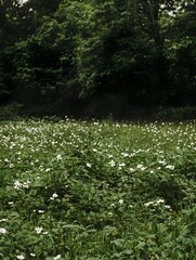 Serene forest meadow with delicate white wildflowers blooming amongst lush green foliage. A tranquil nature scene perfect for backgrounds or calming designs.