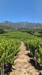Vineyard rows leading to mountains under a clear blue sky.  Image depicts a sunny day in a grapevine field.