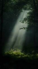 Fototapeta premium Sunbeams pierce a misty forest, illuminating lush green undergrowth. A magical, ethereal scene.