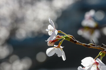 朝日に照らされて輝く桜の花びらをクローズアップ撮影