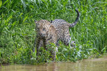 Jaguar with captured green Anaconda