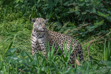 Jaguar in search of prey