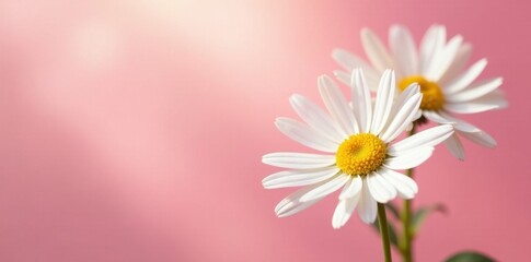 Delicate white chamomile blossoms on a soft pink backdrop, bathed in sunlight , sun, cheerful, texture