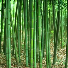 Fototapeta premium Tall Bamboo Stalks in a Serene Forest