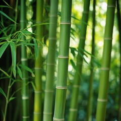 Fototapeta premium Tall Bamboo Stalks in a Serene Forest