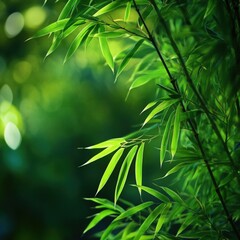 Elegant Bamboo Leaves in a Tranquil Setting