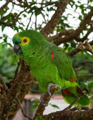 green and red parrot