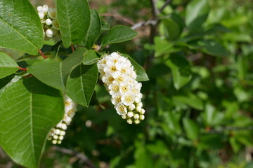 Wild Choke Cherry tree flowers in mountain, Colorado 