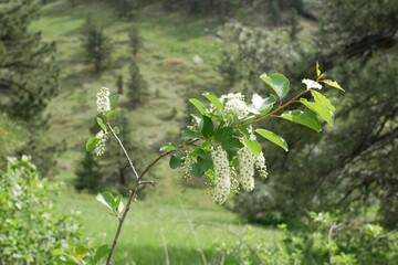 Wild Choke Cherry tree flowers in mountain, Colorado 