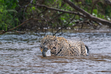 Jaguar with captured green Anaconda