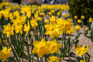 Obraz premium Close-up photo of yellow daffodils blooming in spring in March