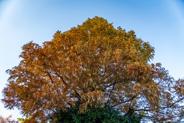 紅葉するクヌギの樹木