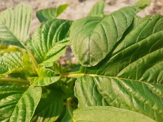 Small fire ants on leaves