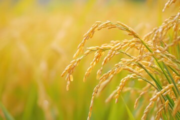 Golden Rice Grains Ready for Harvest in a Lush Green Field