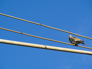 Bird Perched on Electric Wires Against a Clear Blue Sky