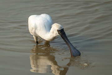 Black-faced Spoonbills Foraging in Shallow Waters